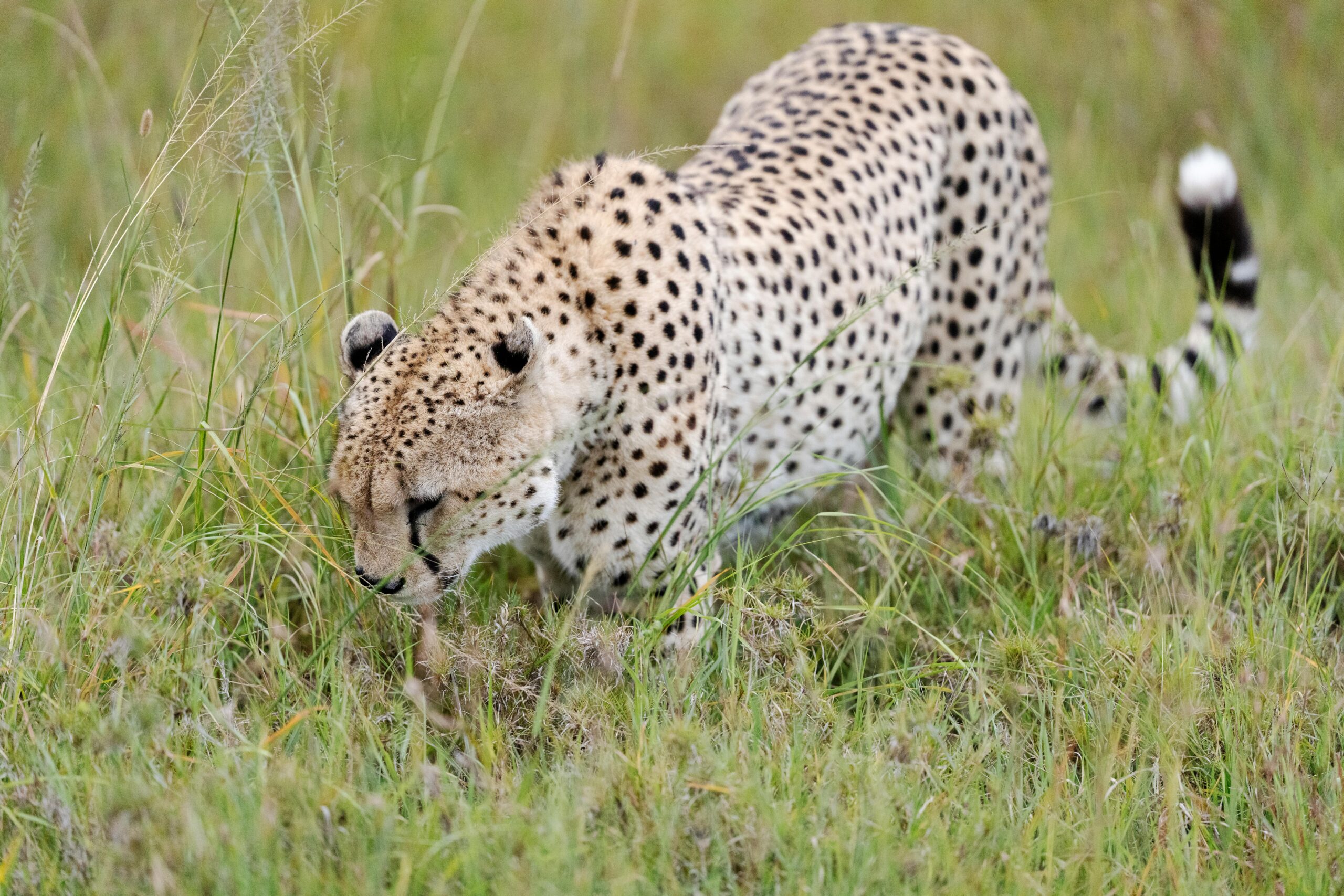 A cheetah at the masai mara