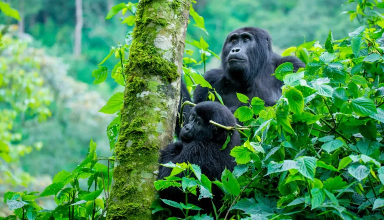 Bwindi Renowned for unforgettable gorilla trekking experiences in lush, mist-covered forests