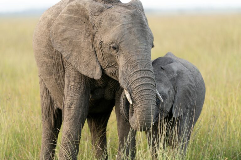 Elephants at the masai mara
