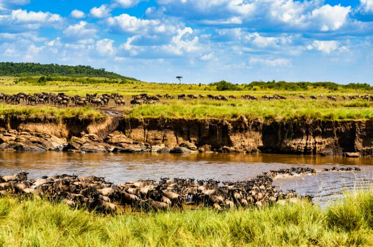 Mara River wildebeest migration
