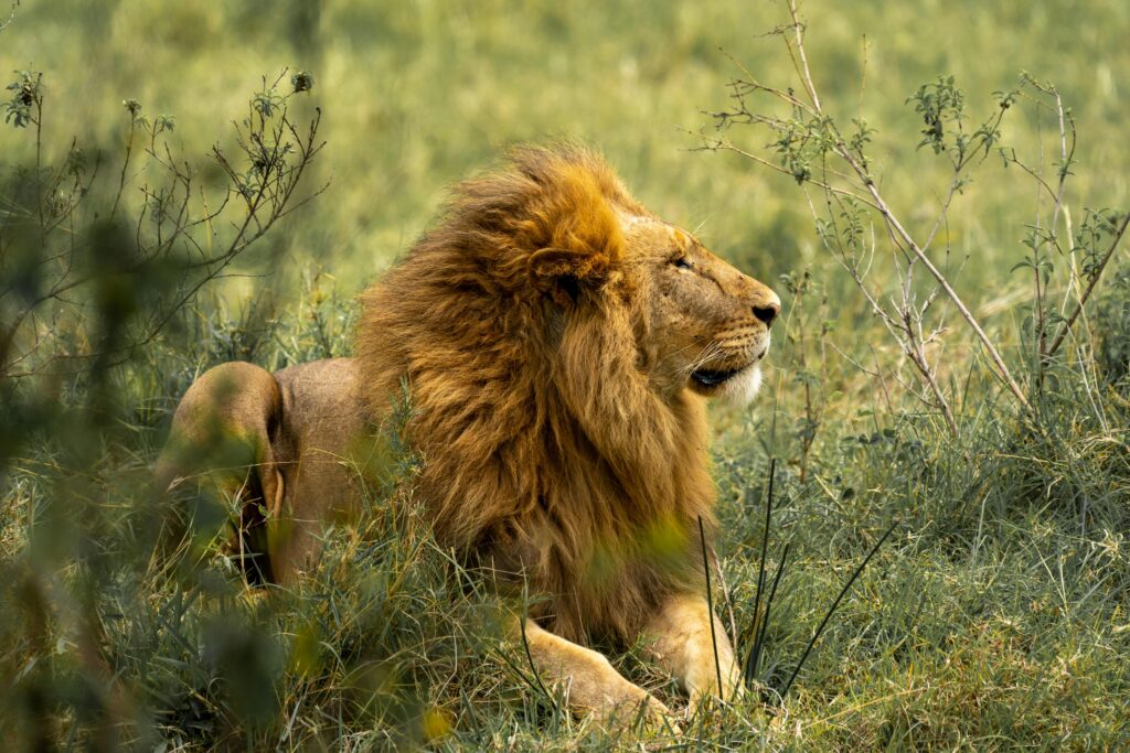 The lion King
